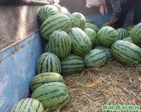 金花1号西瓜品种好不好? 金花1号西瓜品种好不好?