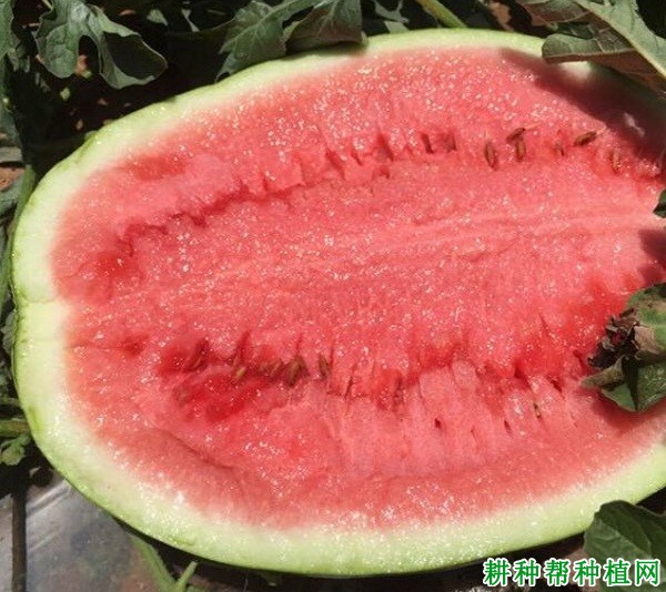 金花1号西瓜品种好不好? 金花1号西瓜品种好不好?