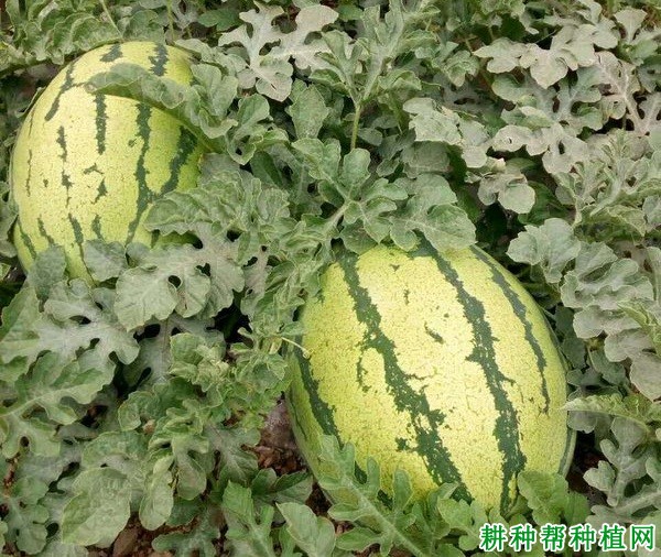 金花1号西瓜品种好不好? 金花1号西瓜品种好不好?