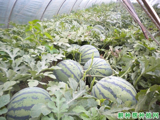 国豫二号西瓜品种好不好? 国豫二号西瓜品种好不好?