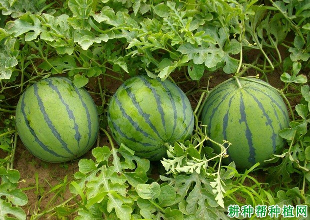 国豫二号西瓜品种好不好? 国豫二号西瓜品种好不好?