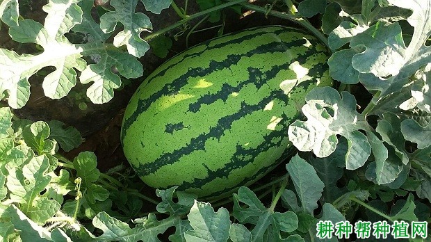 金城5号西瓜品种好不好? 金城5号西瓜品种好不好?