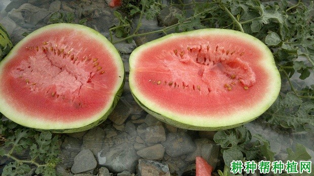 金城5号西瓜品种好不好? 金城5号西瓜品种好不好?