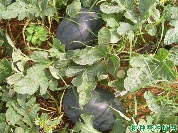 黑麒麟西瓜品种好不好? 黑麒麟西瓜品种好不好?