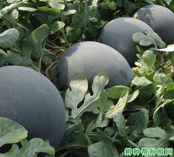 黑麒麟西瓜品种好不好? 黑麒麟西瓜品种好不好?