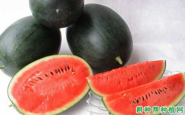 黑麒麟西瓜品种好不好? 黑麒麟西瓜品种好不好?