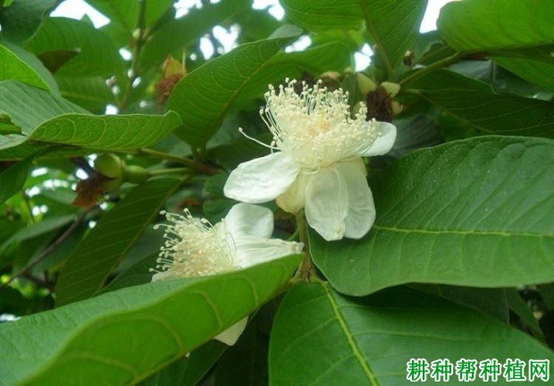 番石榴树开花与结果有什么特点？