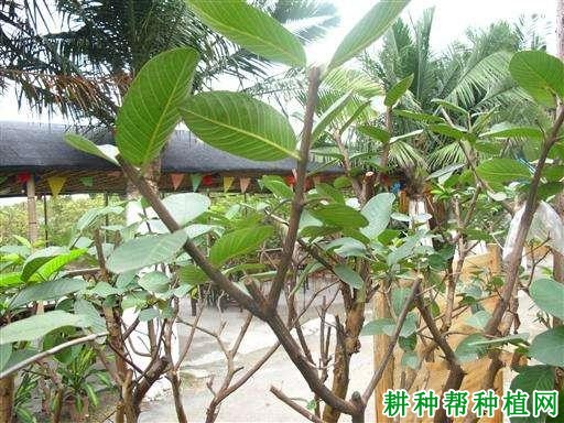番石榴如何进行高接换种？