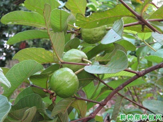 番石榴如何进行高接换种？