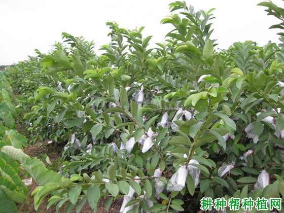 番石榴如何进行产期调节? 番石榴如何进行产期调节?