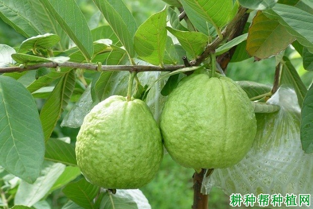 番石榴如何进行产期调节? 番石榴如何进行产期调节?