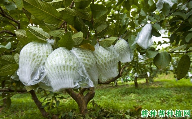 番石榴如何套袋？