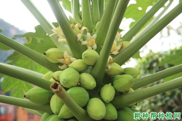 木瓜缺硼会怎么样? 木瓜缺硼会怎么样?