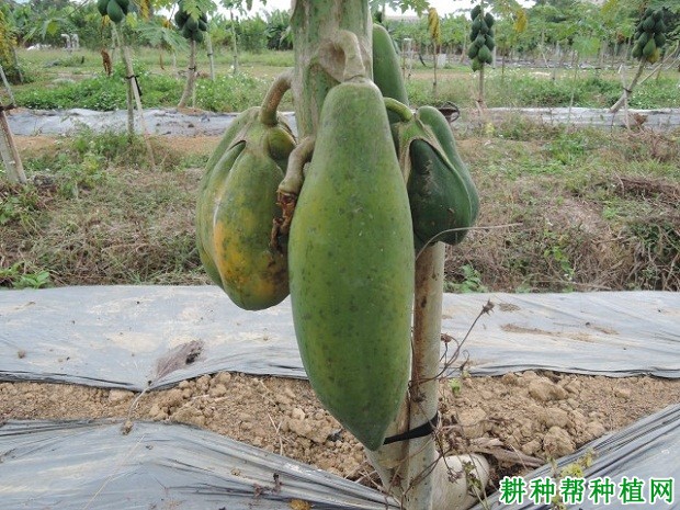 木瓜缺硼会怎么样? 木瓜缺硼会怎么样?