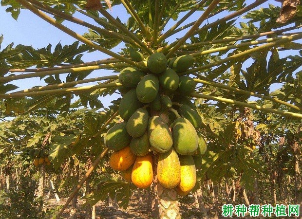 木瓜什么时候采收好？
