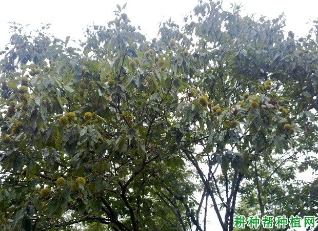 林宝板栗品种好不好? 林宝板栗品种好不好?