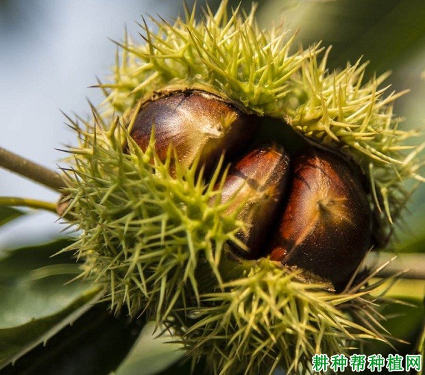 林宝板栗品种好不好? 林宝板栗品种好不好?