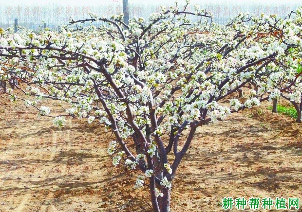 梨树对土壤有哪些要求？