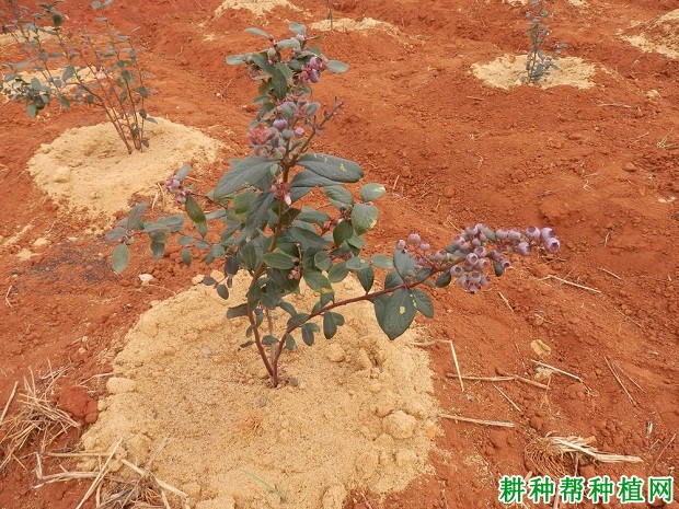 什么是蓝莓菌根？