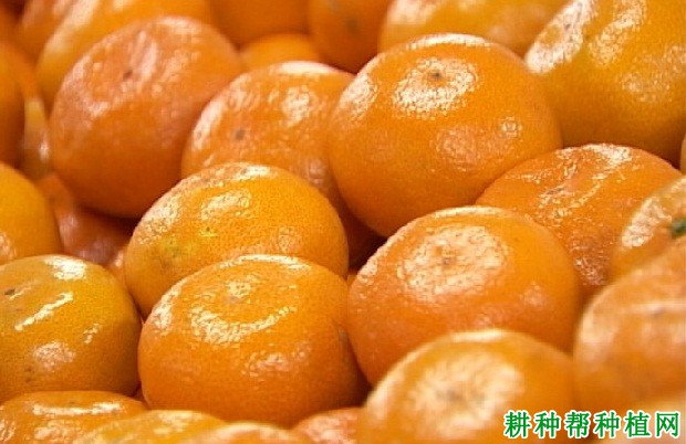 打蜡的柑橘对人有害吗? 打蜡的柑橘对人有害吗?