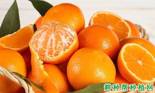 打蜡的柑橘对人有害吗? 打蜡的柑橘对人有害吗?