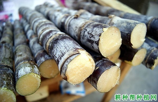 甘蔗如何挑选? 甘蔗如何挑选?