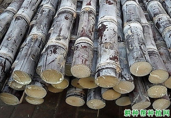 甘蔗如何挑选? 甘蔗如何挑选?