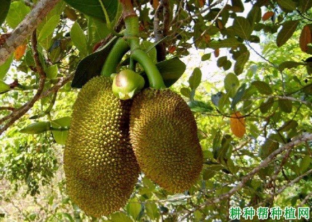 红肉菠萝蜜品种好不好? 红肉菠萝蜜品种好不好?