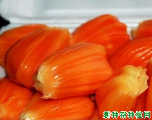 红肉菠萝蜜品种好不好? 红肉菠萝蜜品种好不好?
