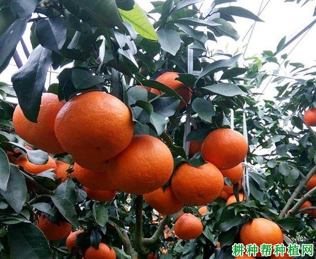 杂柑金瓜柑橘品种好不好？