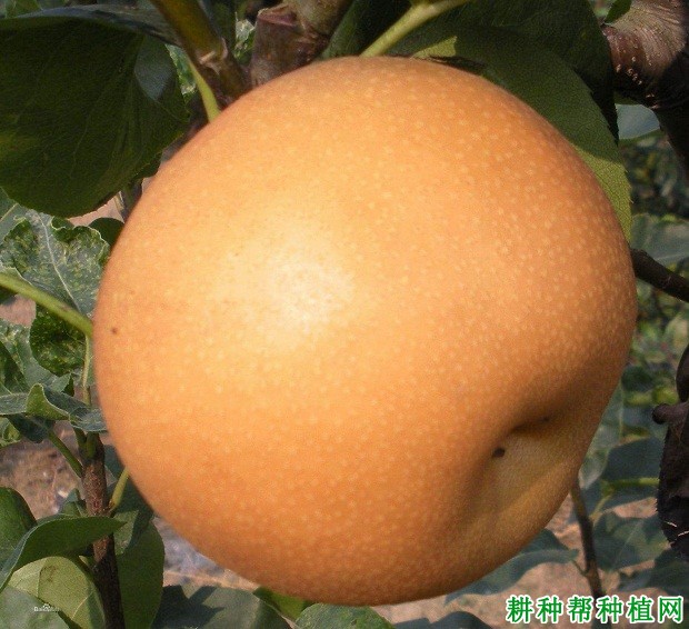夏露砂梨品种好不好？