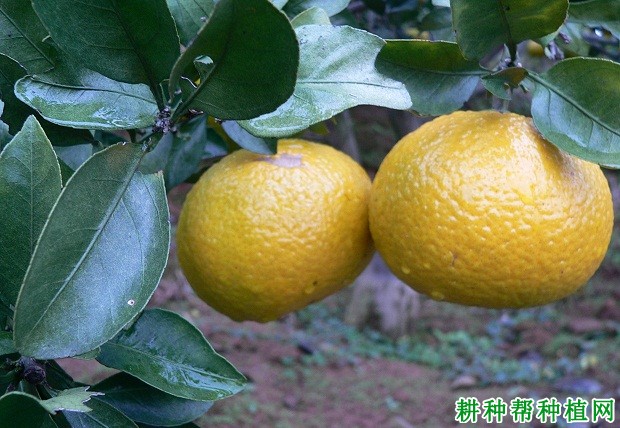 夏红橘柚柑橘品种好不好? 夏红橘柚柑橘品种好不好?