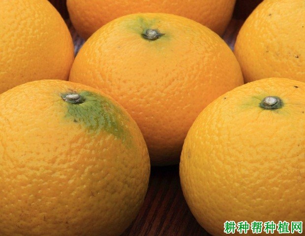 夏红橘柚柑橘品种好不好? 夏红橘柚柑橘品种好不好?