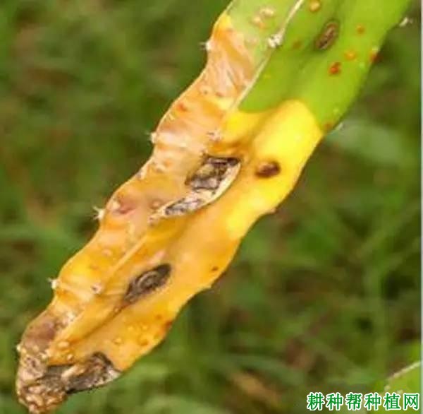 火龙果茎枯病如何防治？