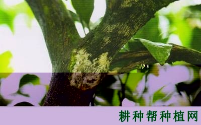 柑橘赤衣病如何防治？