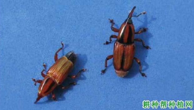 如何防治香蕉黑带象甲? 如何防治香蕉黑带象甲?