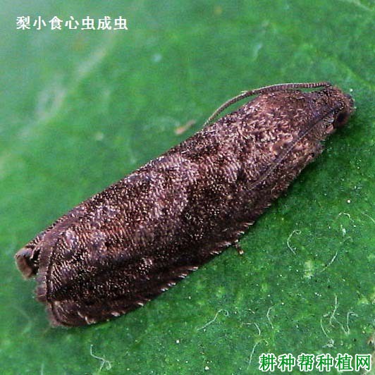 种植樱桃如何防治梨小食心虫？