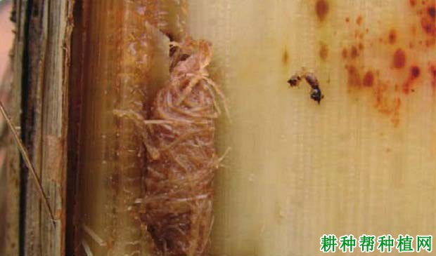 如何防治香蕉黑带象甲? 如何防治香蕉黑带象甲?