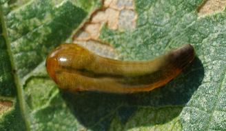 种植樱桃如何防治樱桃粘叶蜂? 种植樱桃如何防治樱桃粘叶蜂?