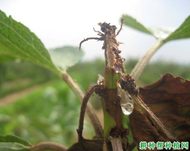 樱桃斑流胶病如何防治？