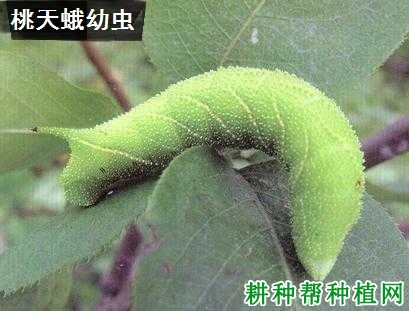 种植樱桃如何防治桃天蛾？