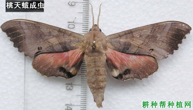 种植樱桃如何防治桃天蛾？