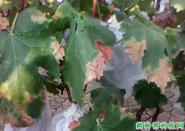 葡萄皮尔斯病如何防治？