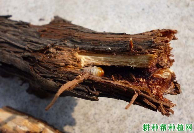 种植葡萄如何防治葡萄虎天牛? 种植葡萄如何防治葡萄虎天牛?