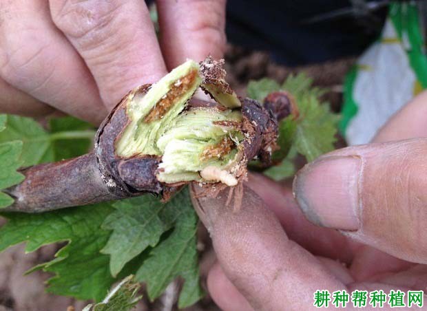 种植葡萄如何防治葡萄虎天牛? 种植葡萄如何防治葡萄虎天牛?