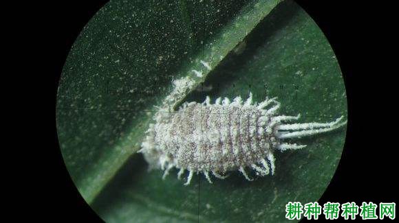 种植葡萄如何防治康氏粉蚧？