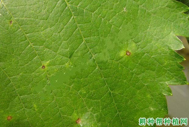 葡萄叶斑病如何防治? 葡萄叶斑病如何防治?