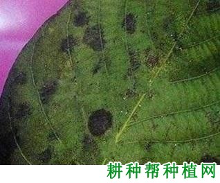 核桃灰斑病如何防治? 核桃灰斑病如何防治?