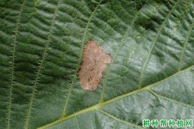 核桃灰斑病如何防治? 核桃灰斑病如何防治?