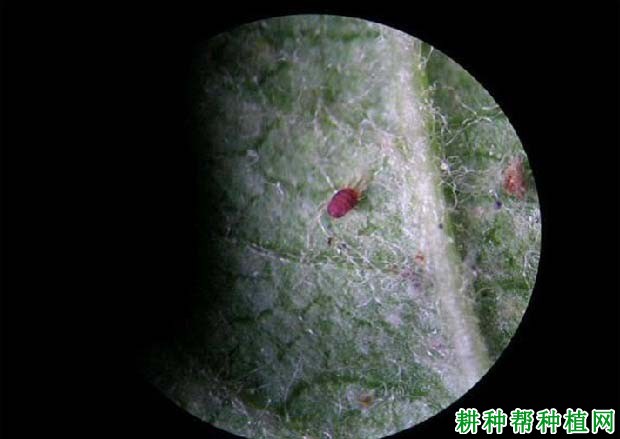 核桃黑粒枝枯病如何防治？